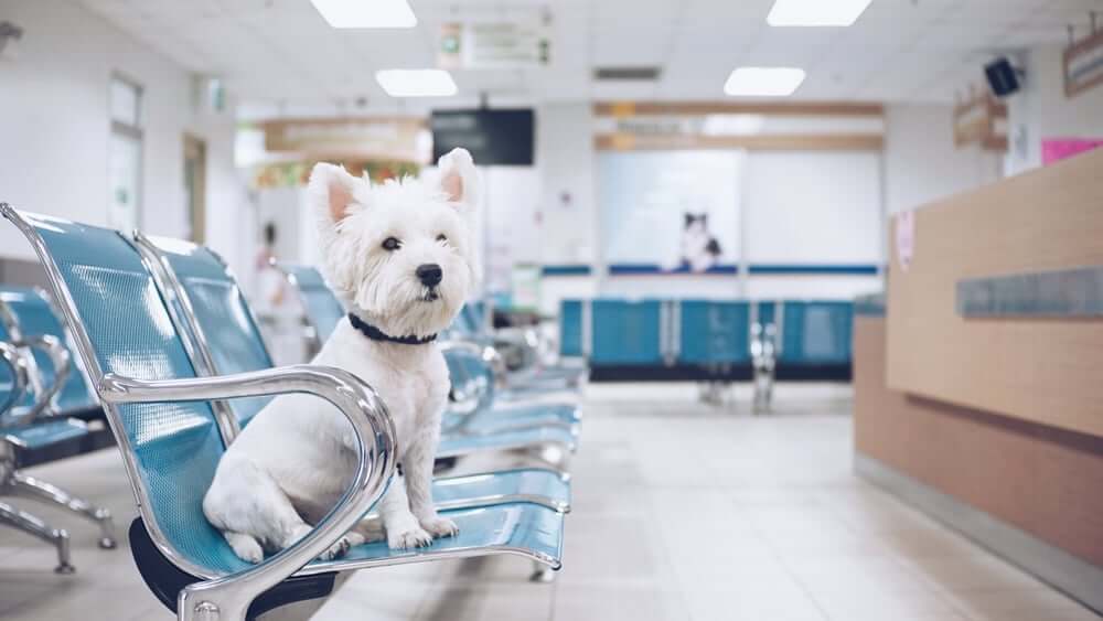 White dog sitting in waiting room area alone