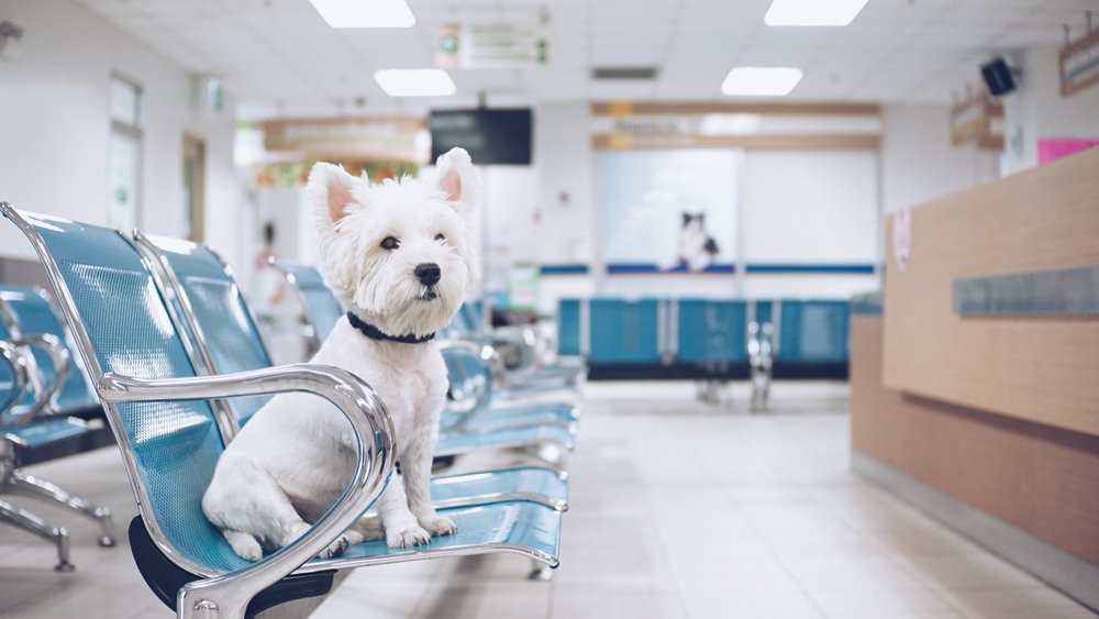 Perro de raza pequeña color blanco sentado en una silla de una sala de espera de una clínica veterinaria
